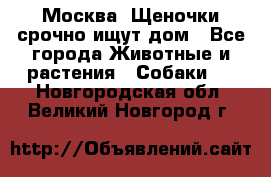 Москва! Щеночки срочно ищут дом - Все города Животные и растения » Собаки   . Новгородская обл.,Великий Новгород г.